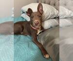 Small #4 Labrador Retriever Mix