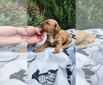 Small Photo #7 Cavapoo mix (+ Poodle Miniature) Puppy For Sale in GREENWOOD, WI, USA