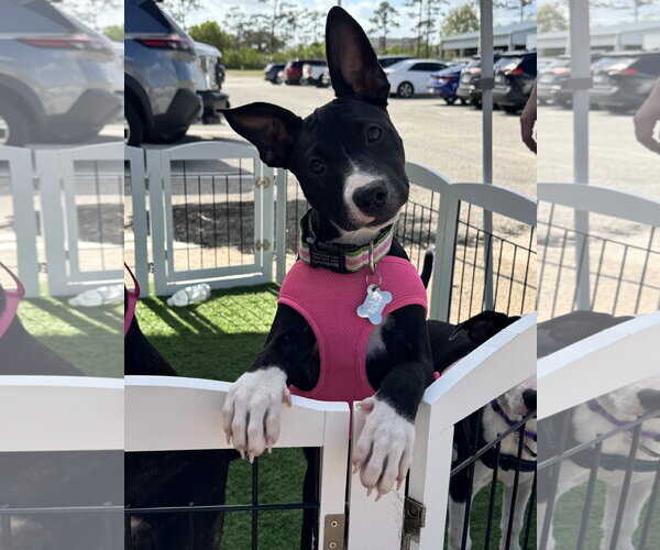 Medium Photo #3 Mutt Puppy For Sale in Sanford, FL, USA