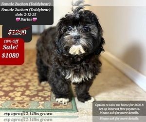 Zuchon Puppy for Sale in TUCSON, Arizona USA