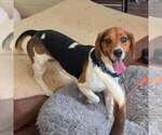Small #2 Bagle Hound