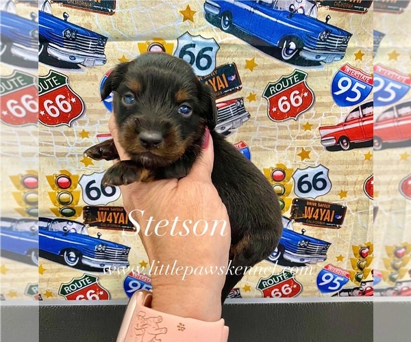 Medium Photo #1 Dachshund Puppy For Sale in WINNSBORO, LA, USA