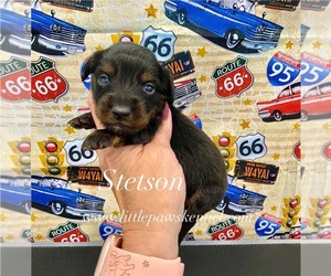 Dachshund Puppy for sale in WINNSBORO, LA, USA