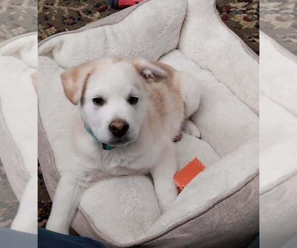 Medium Photo #7 Mutt Puppy For Sale in Vail, AZ, USA