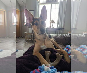 Catahoula Leopard Dog-Unknown Mix Dogs for adoption in St. Louis Park, MN, USA