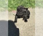 Small Photo #13 French Bulldog Puppy For Sale in NEW CASTLE, PA, USA