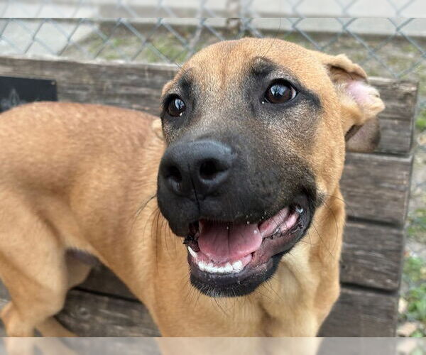 Medium Photo #1 German Shepherd Dog-Unknown Mix Puppy For Sale in Tulsa, OK, USA
