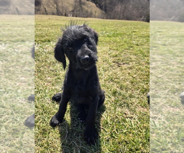 Medium Photo #1 Labradoodle Puppy For Sale in WILLIAMSTOWN, KY, USA