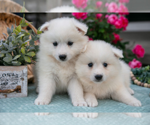 American Eskimo Dog Litter for sale in BERNE, IN, USA