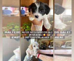 Mal-Shi Puppy for sale in ATHENS, TX, USA