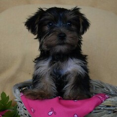Yorkshire Terrier Puppy for sale in MILL HALL, PA, USA