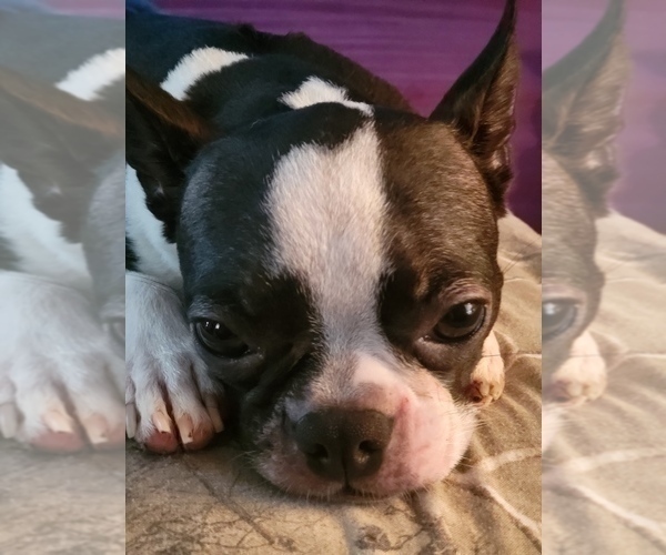 Medium Photo #1 Boston Terrier Puppy For Sale in MITCHELL, IN, USA