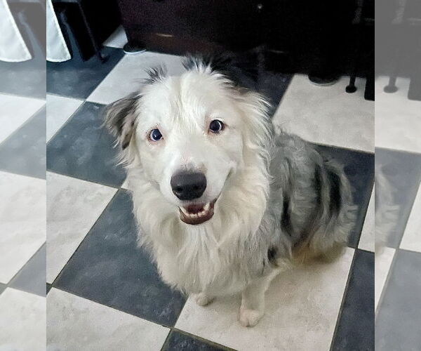 Medium Photo #5 Australian Shepherd Puppy For Sale in Staten Island, NY, USA