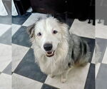 Small #4 Australian Shepherd