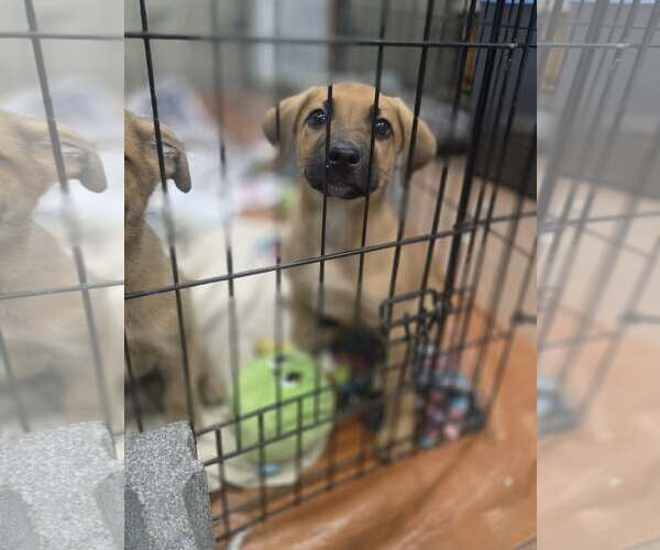 Medium Photo #1 Boxer-German Shepherd Dog Mix Puppy For Sale in SHERBURNE, NY, USA