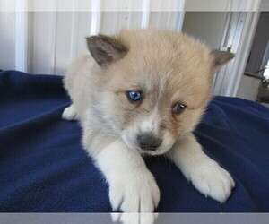 Pomsky Puppy for sale in THREE RIVERS, MI, USA