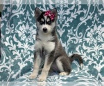 Small #2 Pomsky