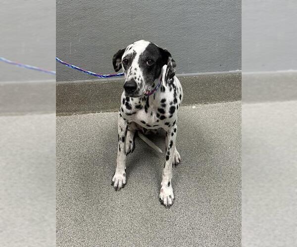 Medium Photo #1 Dalmatian-Unknown Mix Puppy For Sale in Las Vegas, NV, USA