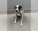 Small Dalmatian Mix