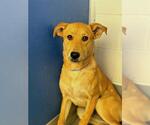 Small Labrador Retriever Mix