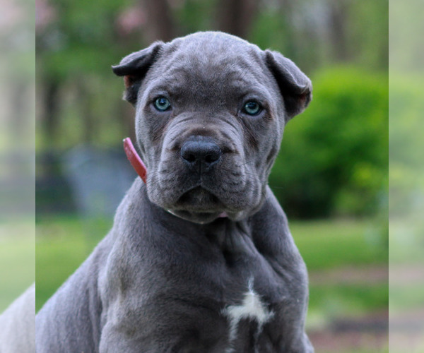 Medium Photo #1 Cane Corso Puppy For Sale in MOUNT JOY, PA, USA