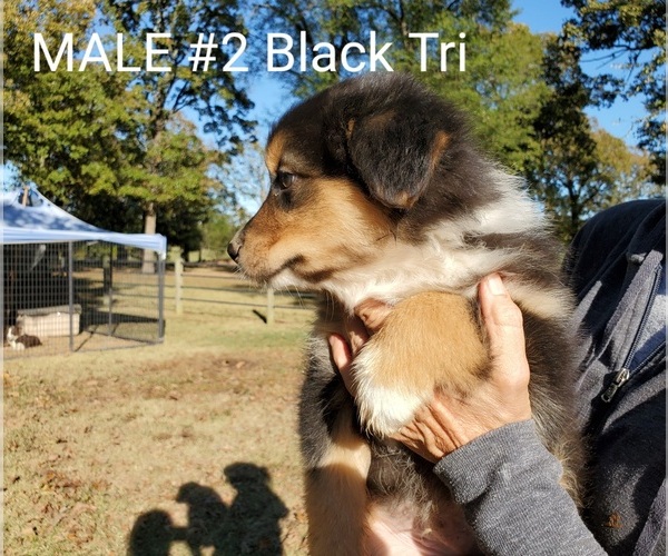 Medium Photo #10 Australian Shepherd Puppy For Sale in CLARKSVILLE, TX, USA