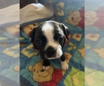 Puppy Little buddy Maltese