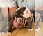 Small Photo #3 Alapaha Blue Blood Bulldog Puppy For Sale in DETROIT, MI, USA