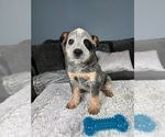 Small Photo #3 Australian Cattle Dog Puppy For Sale in GREENFIELD, IN, USA