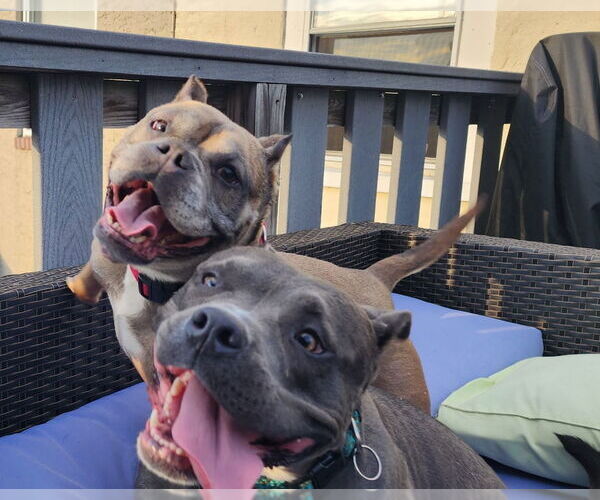 Medium Photo #8 Mutt Puppy For Sale in Philadelphia, PA, USA
