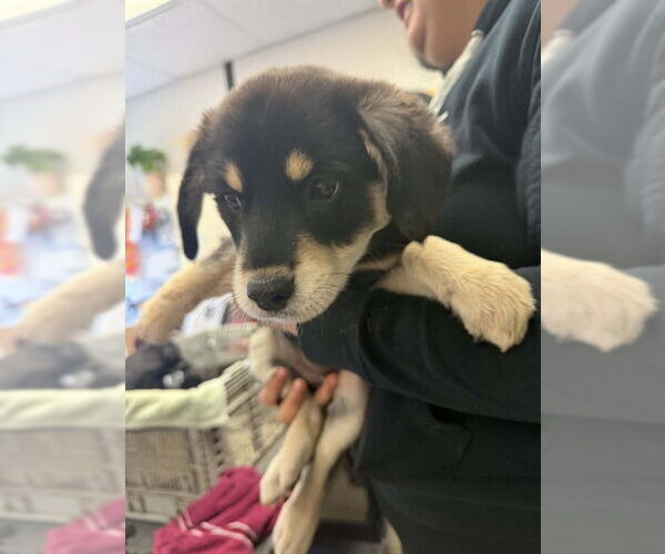 Medium Photo #1 German Shepherd Dog-Unknown Mix Puppy For Sale in Stockton, CA, USA