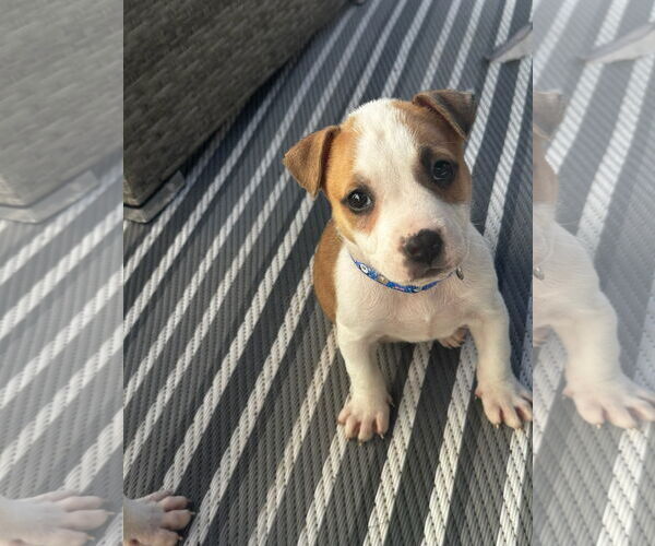 Medium Photo #4 American Staffordshire Terrier-Unknown Mix Puppy For Sale in Holly Springs, NC, USA