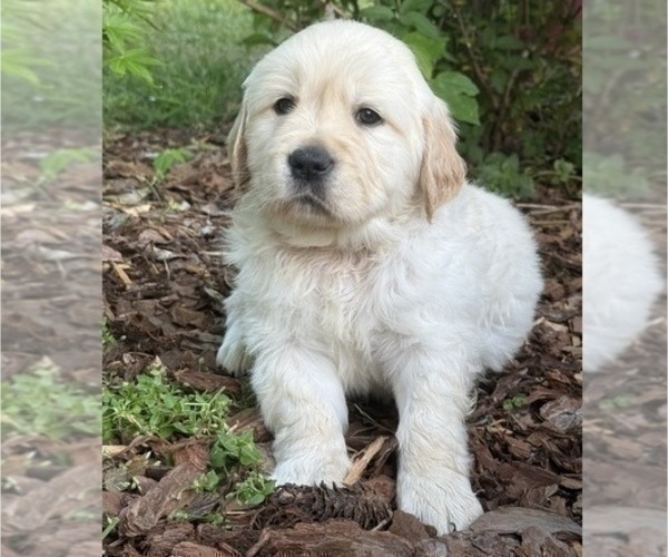 Medium Photo #1 English Cream Golden Retriever Puppy For Sale in DAWSONVILLE, GA, USA