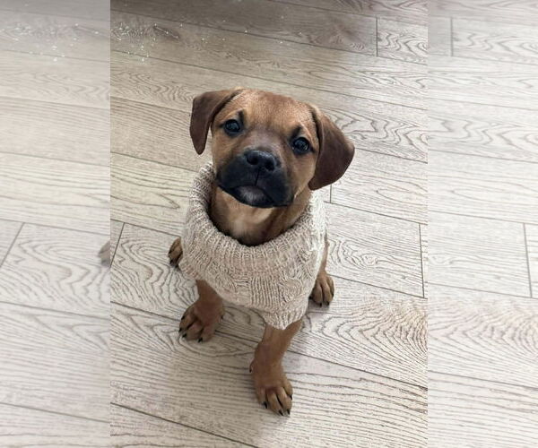 Medium Photo #1 English Mastweiler Puppy For Sale in Oro Medonte, Ontario, Canada