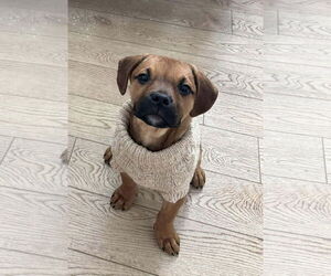 English Mastweiler Dogs for adoption in Oro Medonte, Ontario, Canada