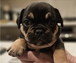 Puppy Potatoe 3 French Bulldog