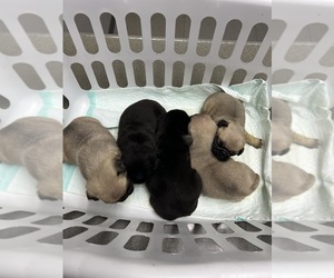 Pug Puppy for sale in UNION, SC, USA