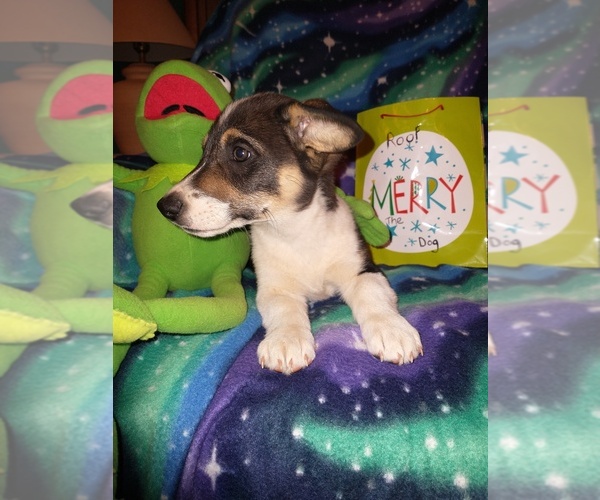 Medium Photo #56 Cowboy Corgi Puppy For Sale in GALLEGOS, NM, USA
