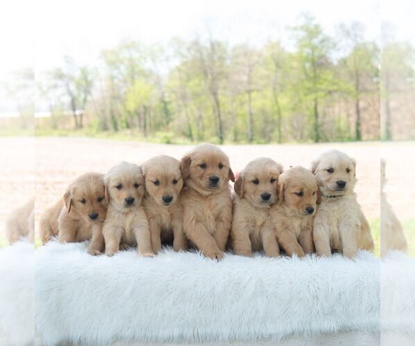Medium Photo #4 Golden Retriever Puppy For Sale in NEWPORT, PA, USA