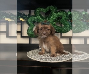 Mal-Shi Puppy for sale in CORONA, CA, USA