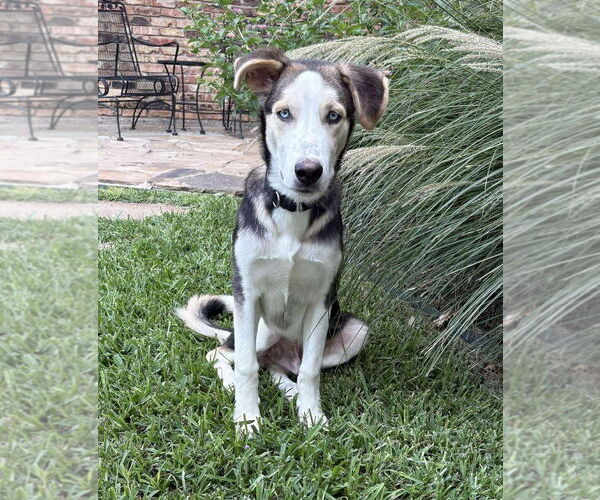 Medium Photo #18 Huskies -Unknown Mix Puppy For Sale in Boonton, NJ, USA