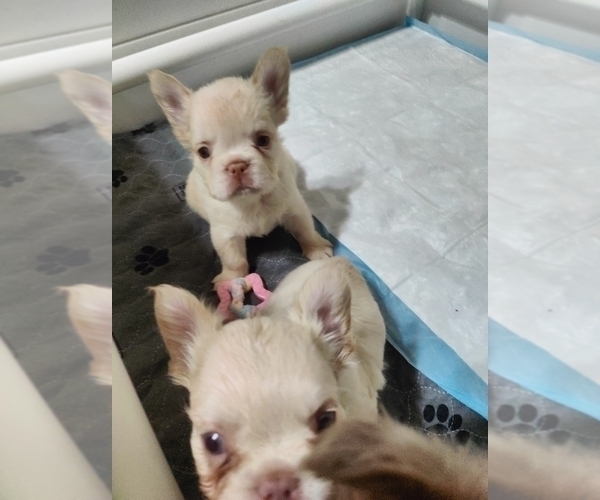 Medium Photo #24 French Bulldog Puppy For Sale in HIGHLAND VILL, TX, USA