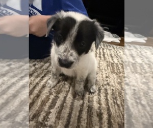 Bernedoodle-Miniature Australian Shepherd Mix Puppy for sale in JONES, OK, USA