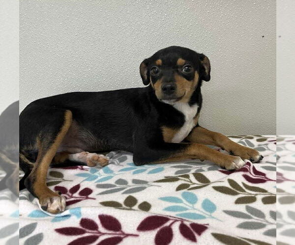 Medium Photo #2 Chihuahua-Unknown Mix Puppy For Sale in Osgood, IN, USA