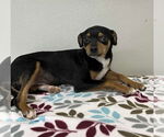 Small #1 Chihuahua Mix