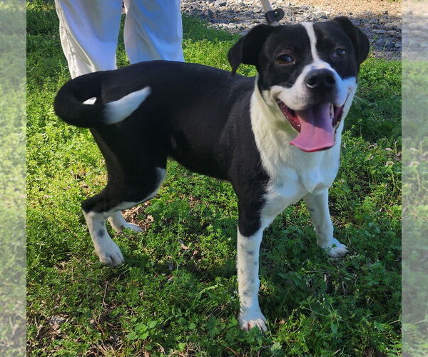 Medium Photo #4 Mutt Puppy For Sale in Wetumpka, AL, USA