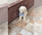 Small Photo #5 Goldendoodle Puppy For Sale in TAMPA, FL, USA