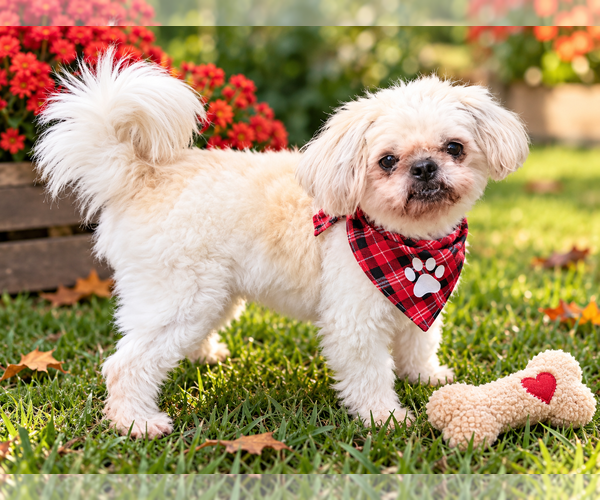 Medium Photo #2 Shih Tzu-Unknown Mix Puppy For Sale in Mt. Laurel, NJ, USA