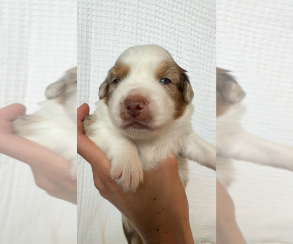 Medium Photo #14 Miniature Australian Shepherd Puppy For Sale in NEW PORT RICHEY, FL, USA