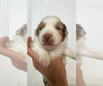 Small Photo #14 Miniature Australian Shepherd Puppy For Sale in NEW PORT RICHEY, FL, USA
